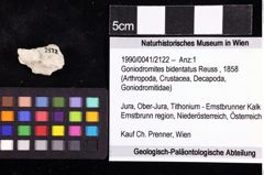 Foto (Objket + Etiketten) von Goniodromites bidentatus (Reuss, 1858) 